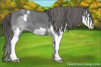 Horse Color:Black Splash Appaloosa 