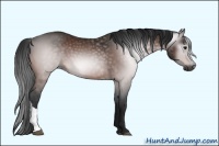 Horse Color:Gray Bay 