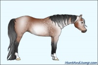 Horse Color:Gray Bay 