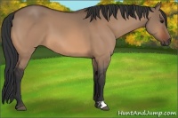Horse Color:Bay Dun 