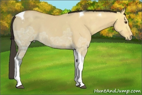 Horse Color: Buckskin Ice Dun Tobiano 