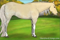 Horse Color:Silver Buckskin Ice Dun Tobiano 