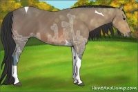 Horse Color:Bay Ice Tobiano 