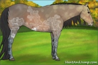 Horse Color:Bay Ice Frame 