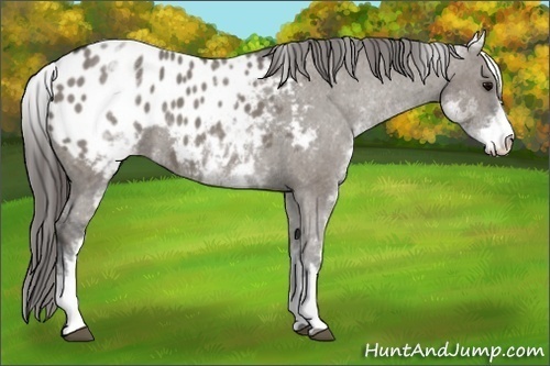 Horse Color: White Spotted Grullo Blanket Rabicano 