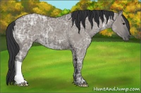Horse Color:Grullo Ice 