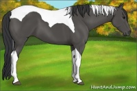 Horse Color:Black Tobiano 