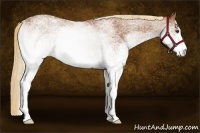 Horse Color:White Spotted Chestnut 