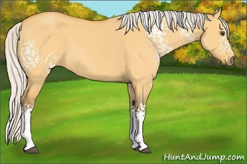 Horse Color:White Spotted Silver Buckskin Dun