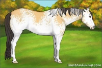 Horse Color:White Spotted Buckskin Dun 