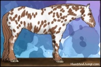 Horse Color:Chestnut Near Leopard 