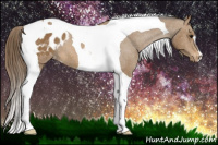Horse Color:Buckskin Tobiano Blanket 