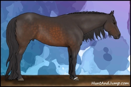 Horse Color: Buckskin 