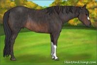 Horse Color:Brown Rabicano  Brindle