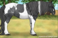 Horse Color:Black Tobiano Appaloosa 