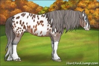 Horse Color:Bay Splash Appaloosa 