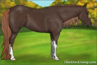 Horse Color:Liver Chestnut 