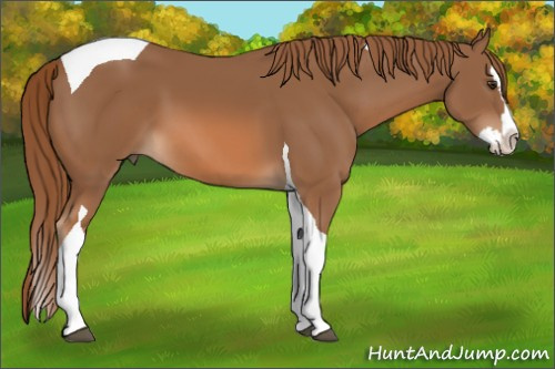 Horse Color: Chestnut Splash Tobiano 