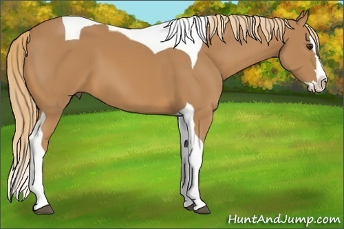 Horse Color: Chestnut Splash Tobiano 