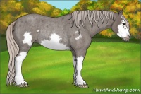 Horse Color:Silver Blue Roan Splash Frame Rabicano 