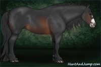 Horse Color:Brown Frame Rabicano 