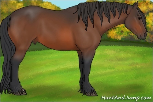 Horse Color: Unknown 