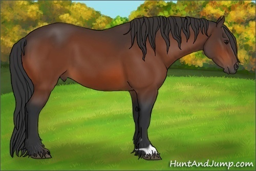 Horse Color: Bay 