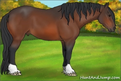 Horse Color: Bay 