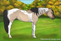 Horse Color:Brown Dun Tobiano 