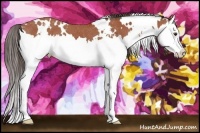 Horse Color:White Spotted Bay Splash Appaloosa