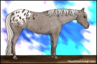 Horse Color:Silver Smoky Black Appaloosa 