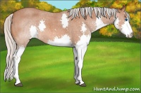 Horse Color:Silver Bay Roan Splash