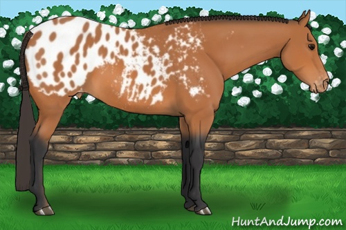 Horse Color:Bay Appaloosa 