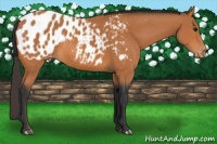 Horse Color:Bay Appaloosa