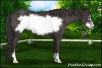 Horse Color:Smoky Black Sabino Frame 