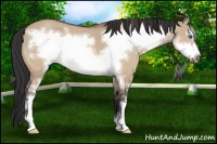 Horse Color:Bay Roan Dun Sabino Frame 