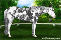 Horse Color:Black Sabino 