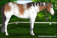 Horse Color:White Spotted Buckskin 