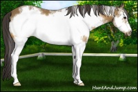 Horse Color:White Spotted Buckskin Frame 