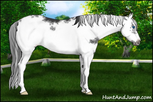 Horse Color: Black Sabino Frame 
