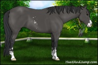Horse Color:Black Sabino 