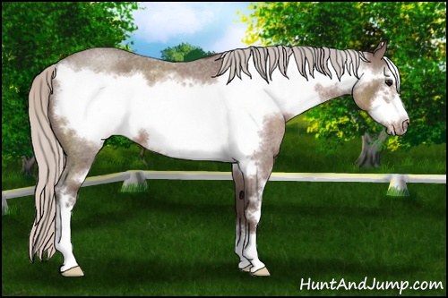 Horse Color: Silver Blue Roan Sabino Frame 