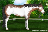 Horse Color:Bay Sabino Frame 