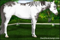 Horse Color:White Spotted Smoky Black Splash Frame Rabicano 