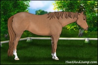 Horse Color:Chestnut Sabino 