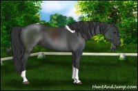 Horse Color:Black Tobiano 