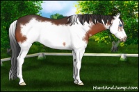 Horse Color:Brown Sabino Splash Frame 