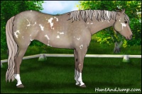 Horse Color:White Spotted Silver Grullo Tobiano 