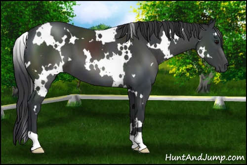 Horse Color: White Spotted Black 