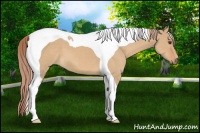 Horse Color:Red Dun Tobiano 